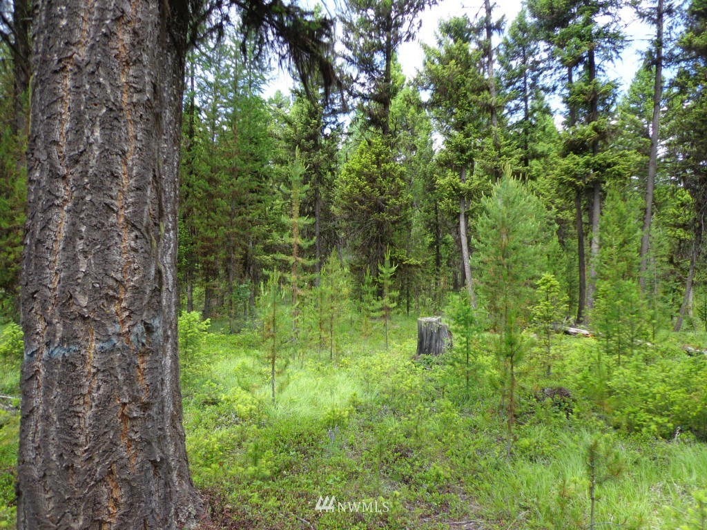 -tbd Gardner Creek Road Republic, WA 99166 - Photo 10 of 22 a lush green forest with lots of trees