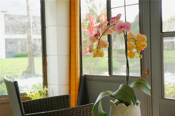 a view of a house with a yard and a large tree
