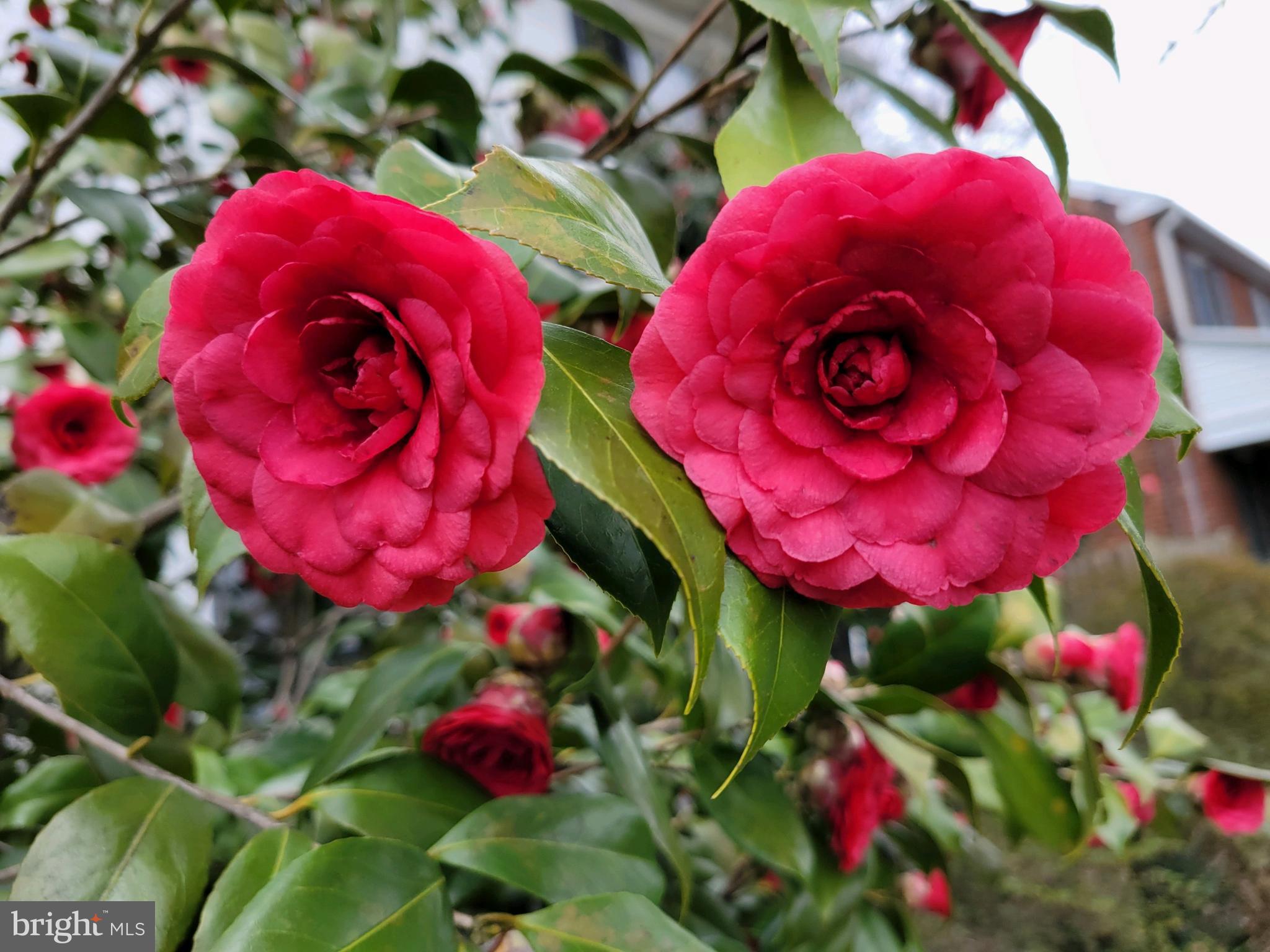 9410 Colesville Road Silver Spring, MD 20901 - Photo 37 of 38 Camellia flowers