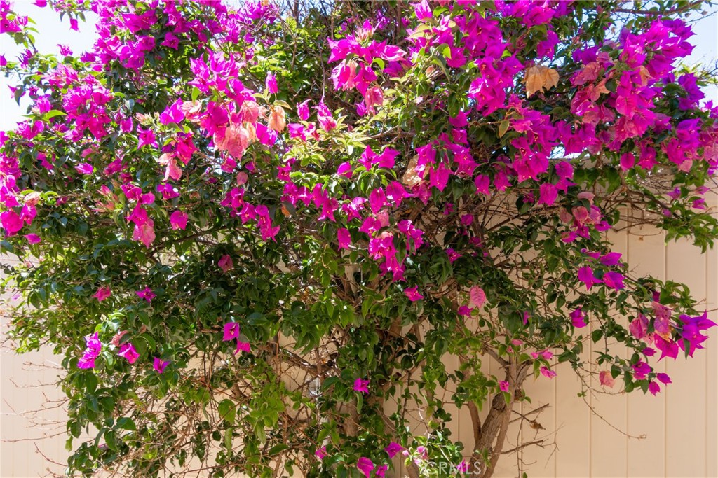 768 Moonlight Court Banning, CA 92220 - Photo 48 of 70 Beautiful Bougainvillaea