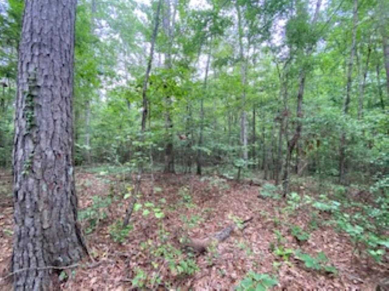 123 Pinola Braxton Road Braxton, MS 39044 - Photo 13 of 44 Photo 13