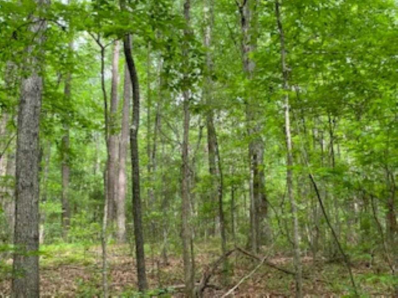 123 Pinola Braxton Road Braxton, MS 39044 - Photo 29 of 44 Photo 29