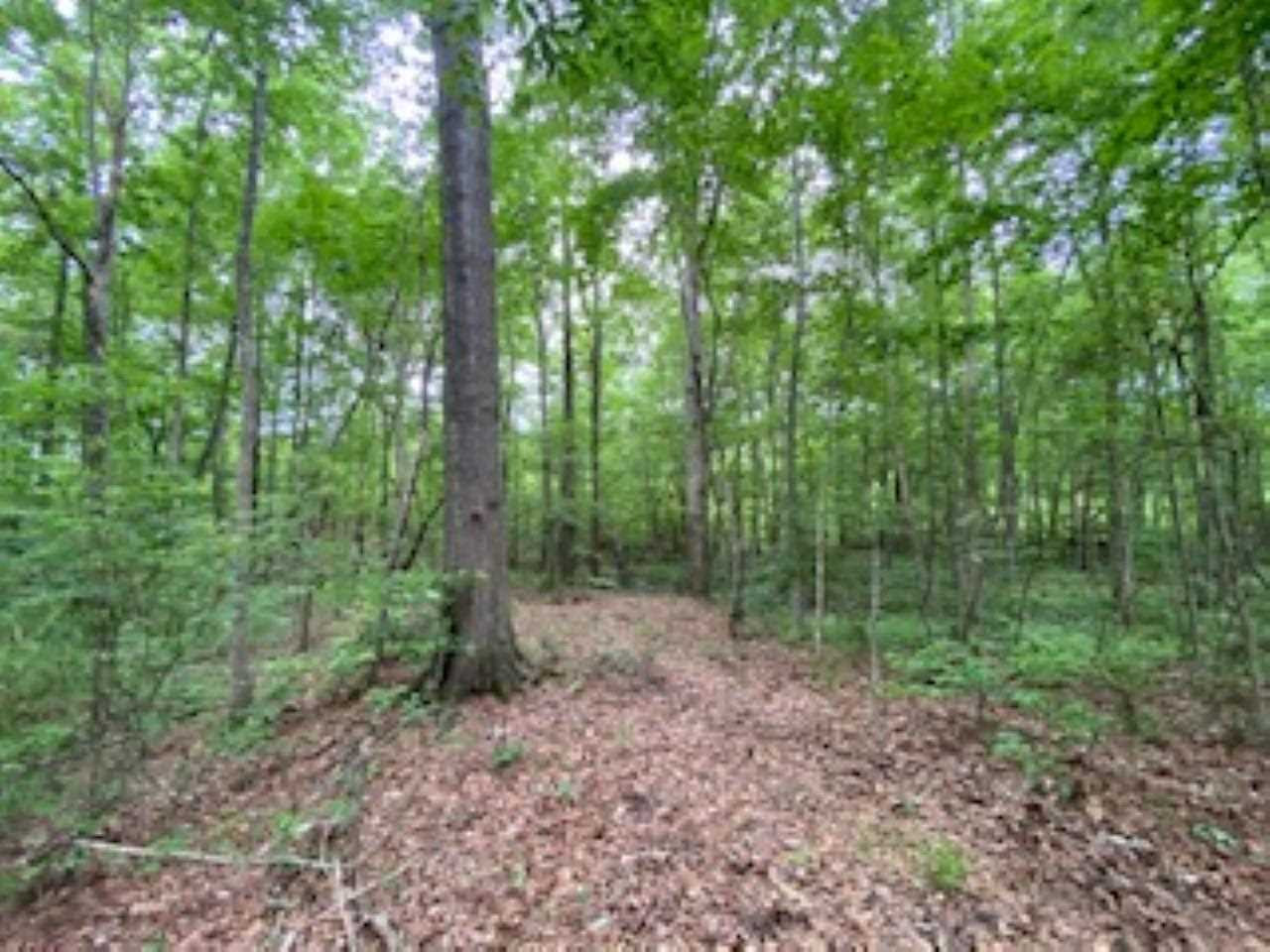 123 Pinola Braxton Road Braxton, MS 39044 - Photo 5 of 44 Photo 5