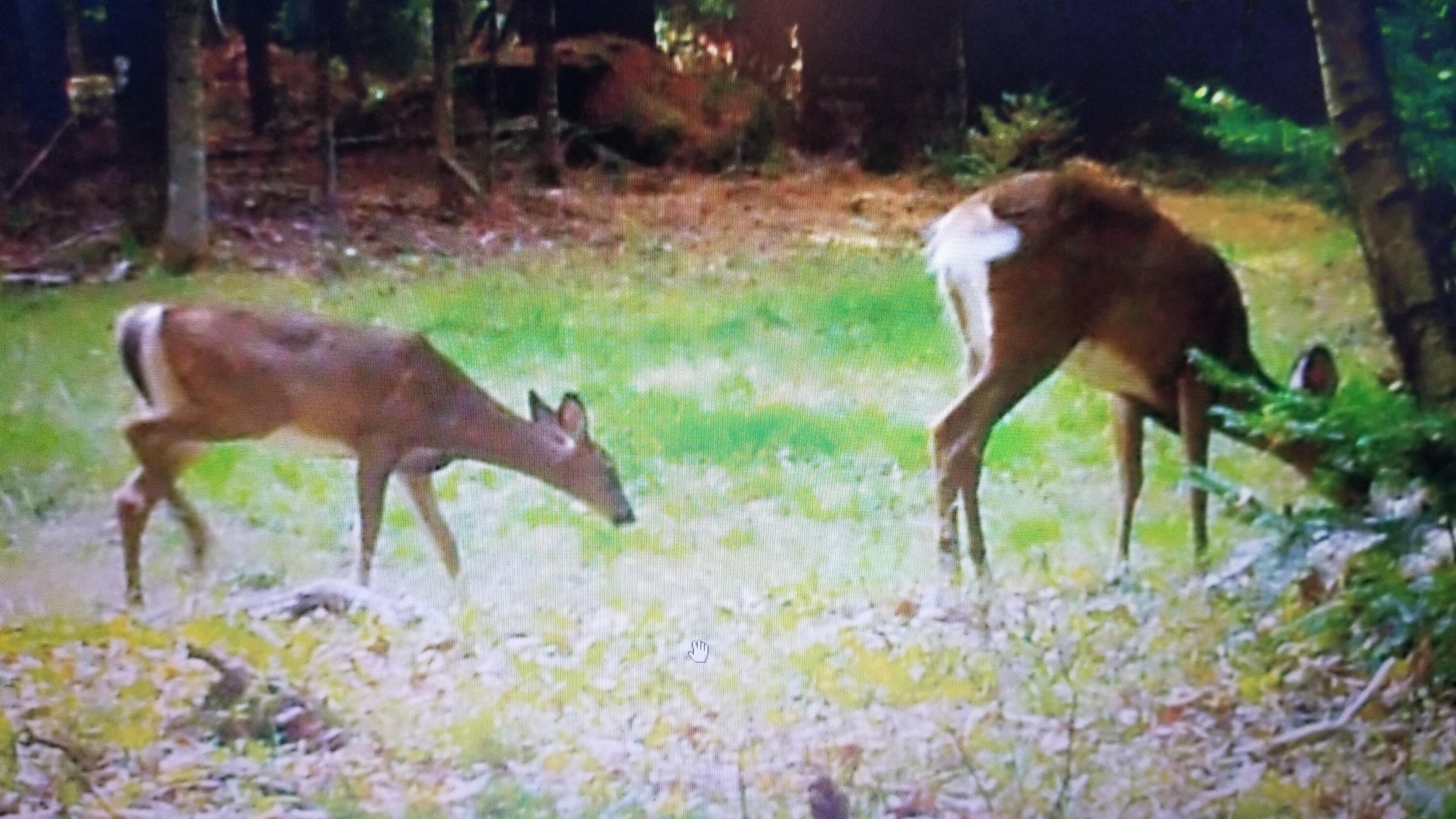 691 Stetson Road Exeter, ME 04435 - Photo 41 of 47 2 deer