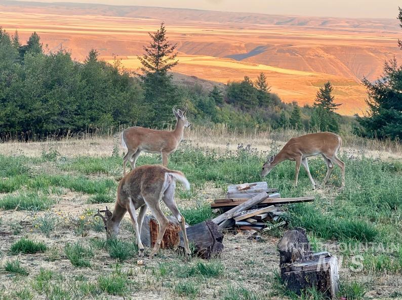 19378 Homestead Loop Lewiston, ID 83501 - Photo 3 of 42 Exterior view