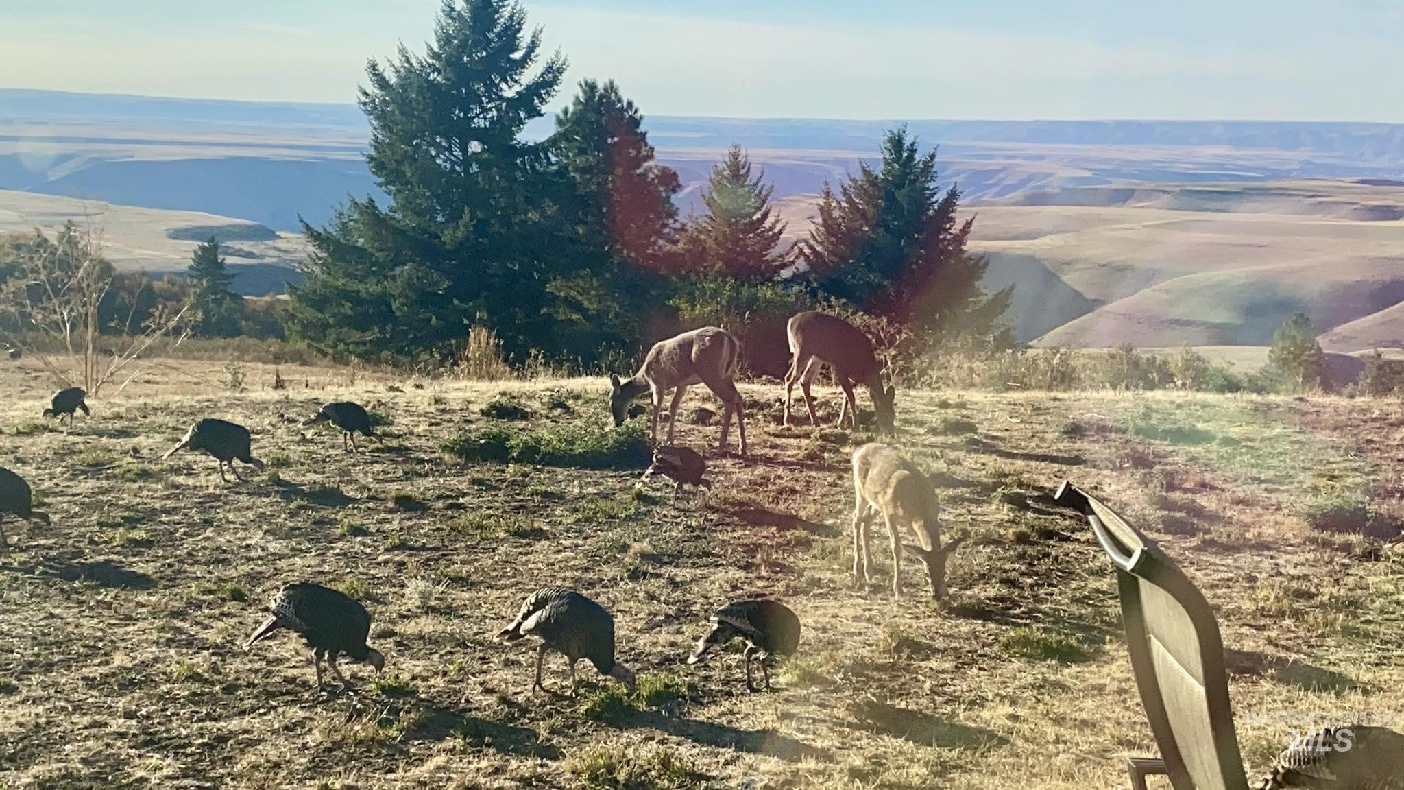 19378 Homestead Loop Lewiston, ID 83501 - Photo 37 of 42 View of yard