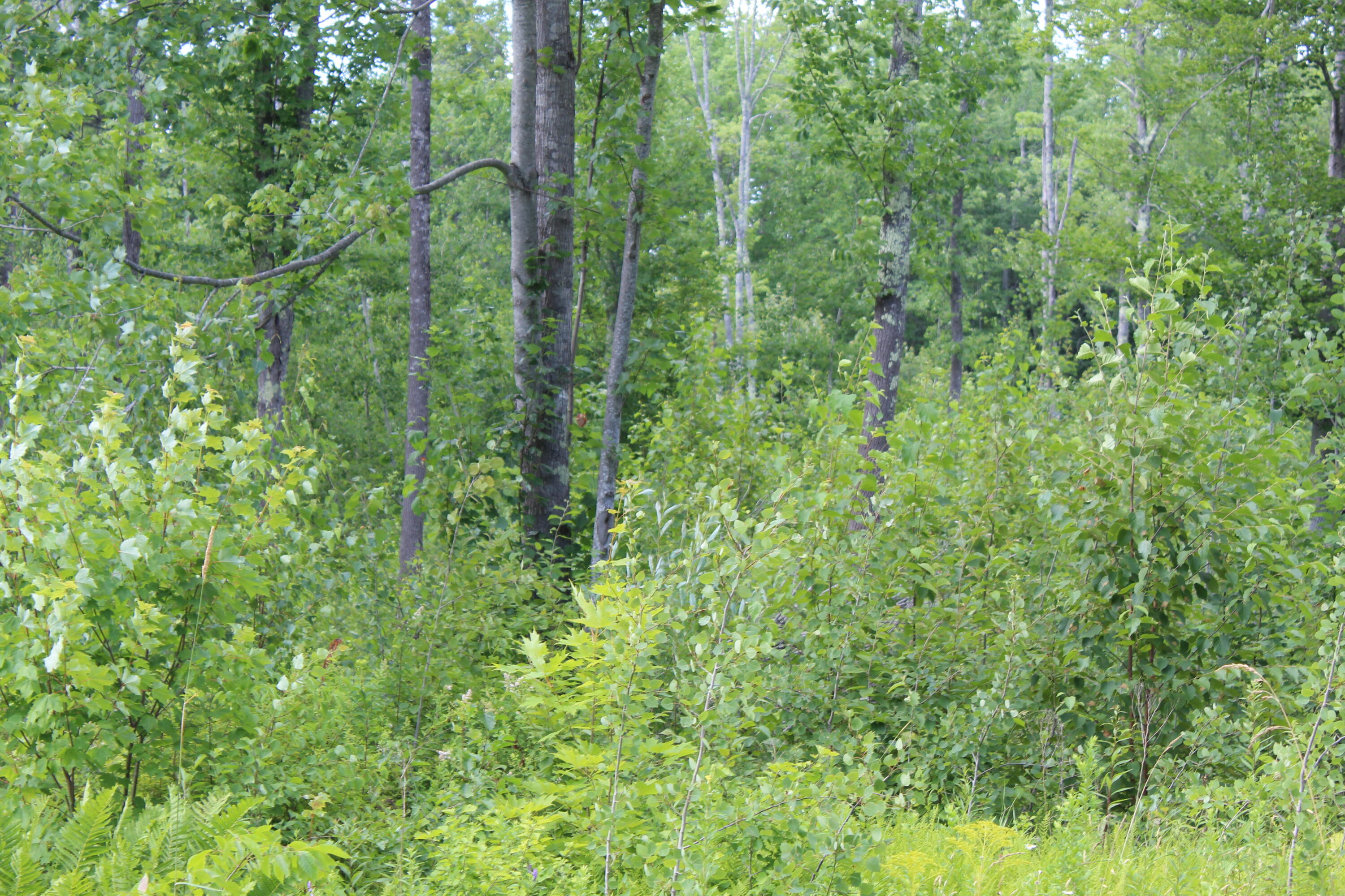 141 Marsh Road Belfast, ME 04915 - Photo 6 of 7 IMG_0797