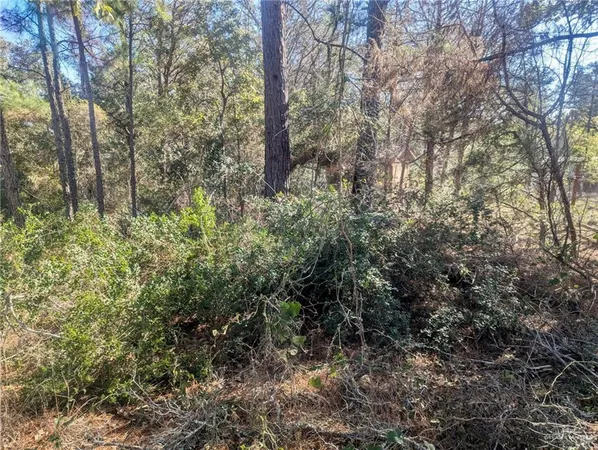 a view of a forest with trees