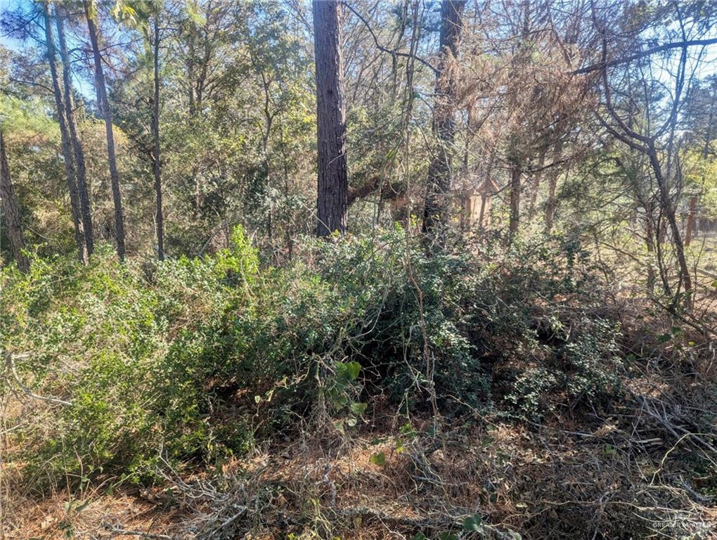 0 Mohawk Lane Smithville, TX 78957 - Photo 1 of 3 a view of a forest with trees
