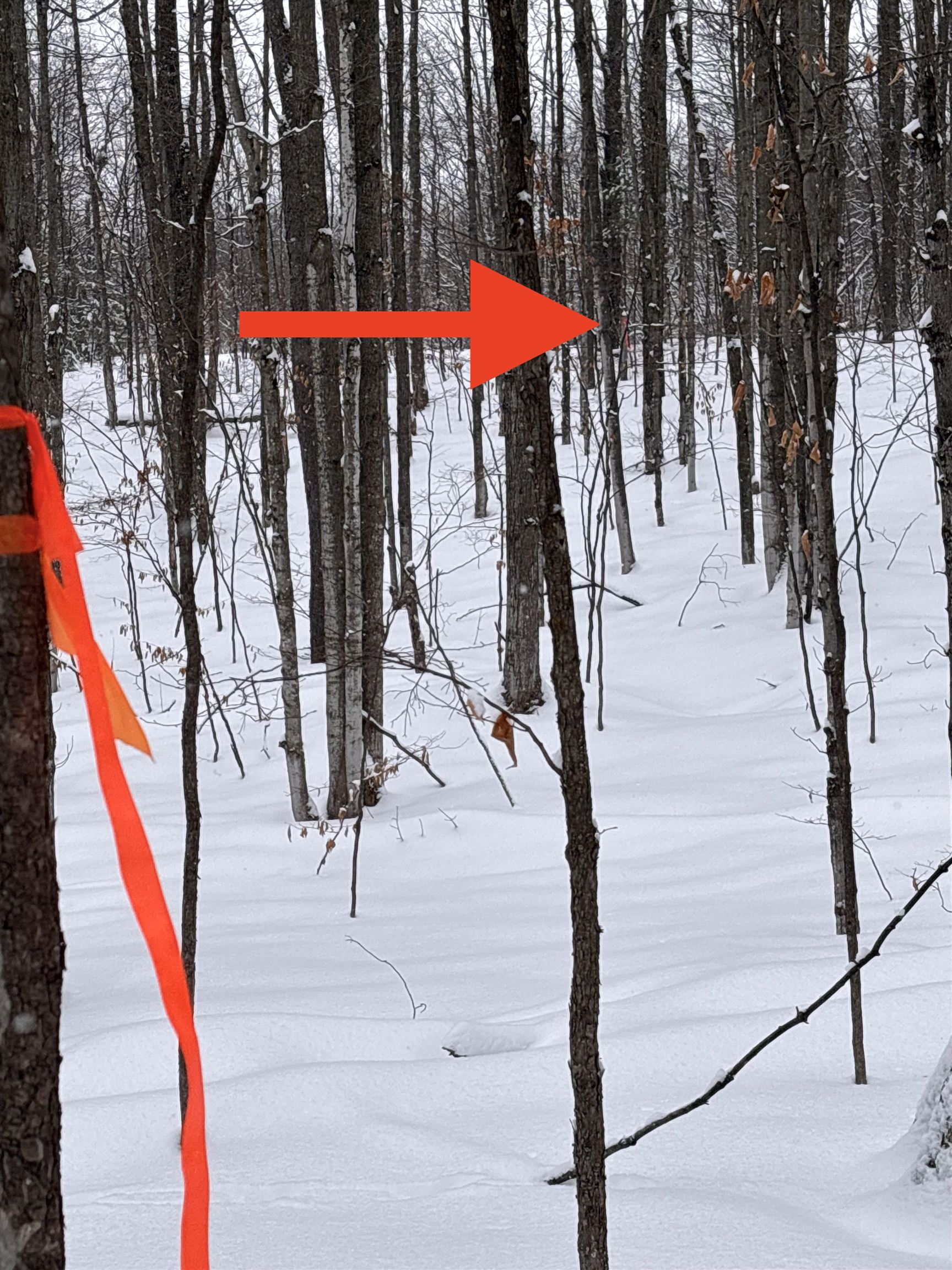 Vl 23 Lake Louise Road Interlochen, MI 49643 - Photo 3 of 9
