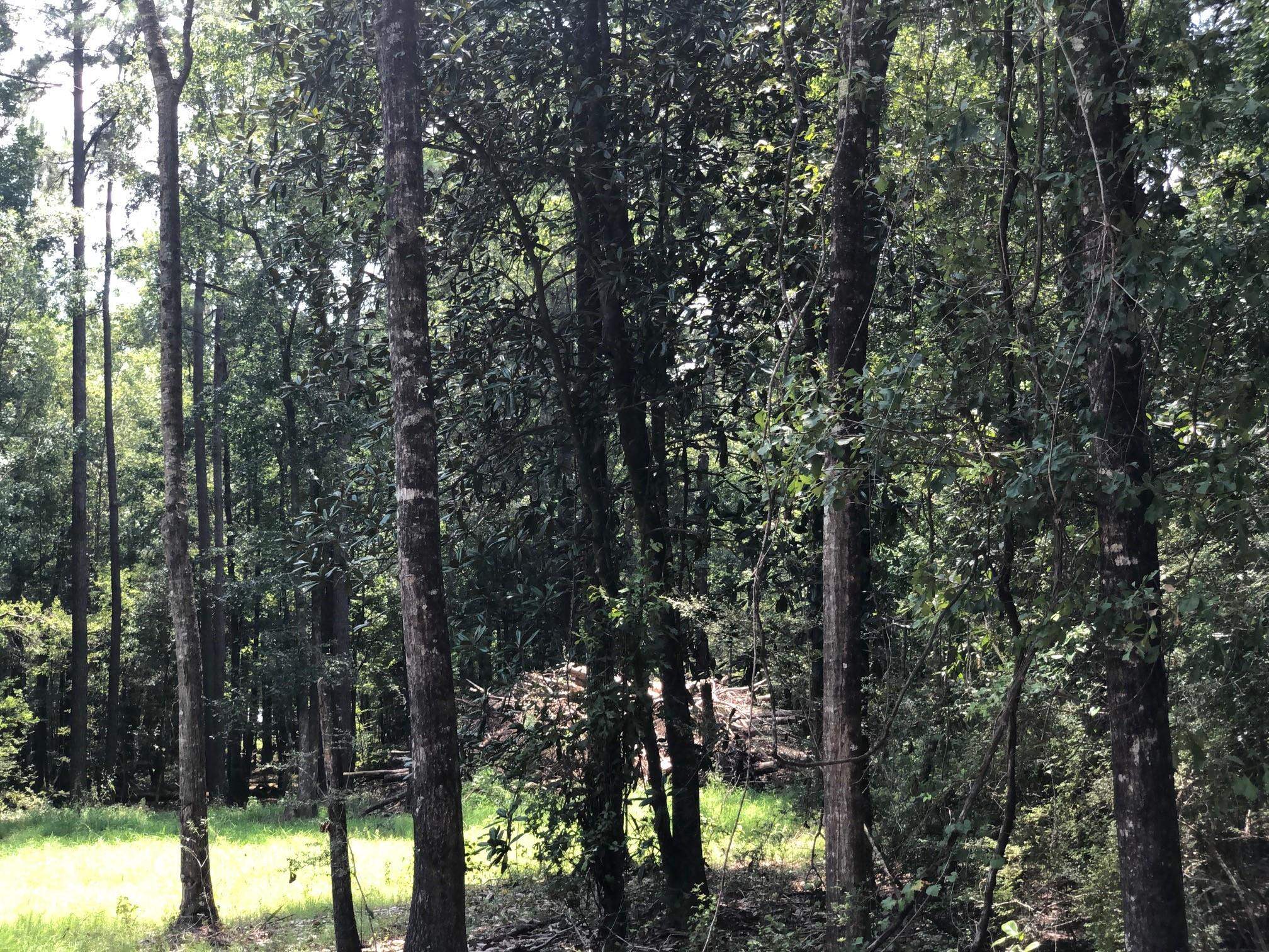 10280 Old Stage Road Stockton, AL 36579 - Photo 6 of 9