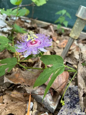 $60,000 | 315 West Furlong Street, Carrier Mills, IL 62917