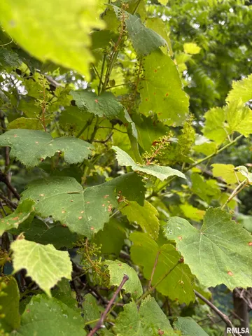 $60,000 | 315 West Furlong Street, Carrier Mills, IL 62917