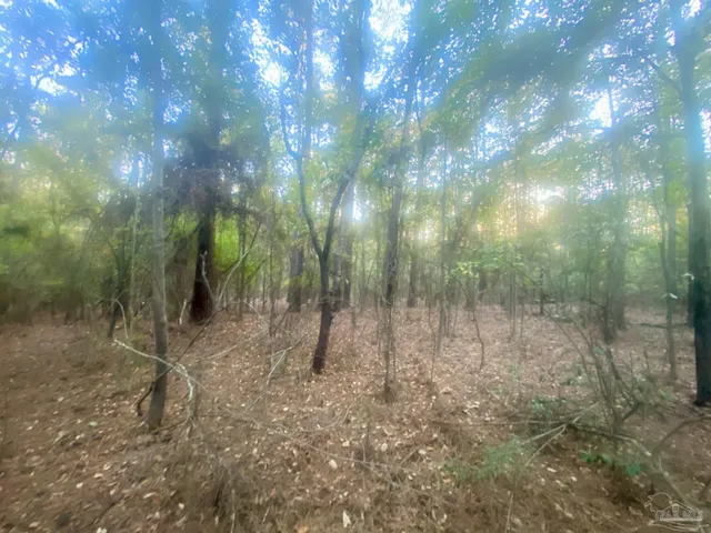 a view of a forest with trees