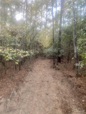 a view of a forest with trees in the background