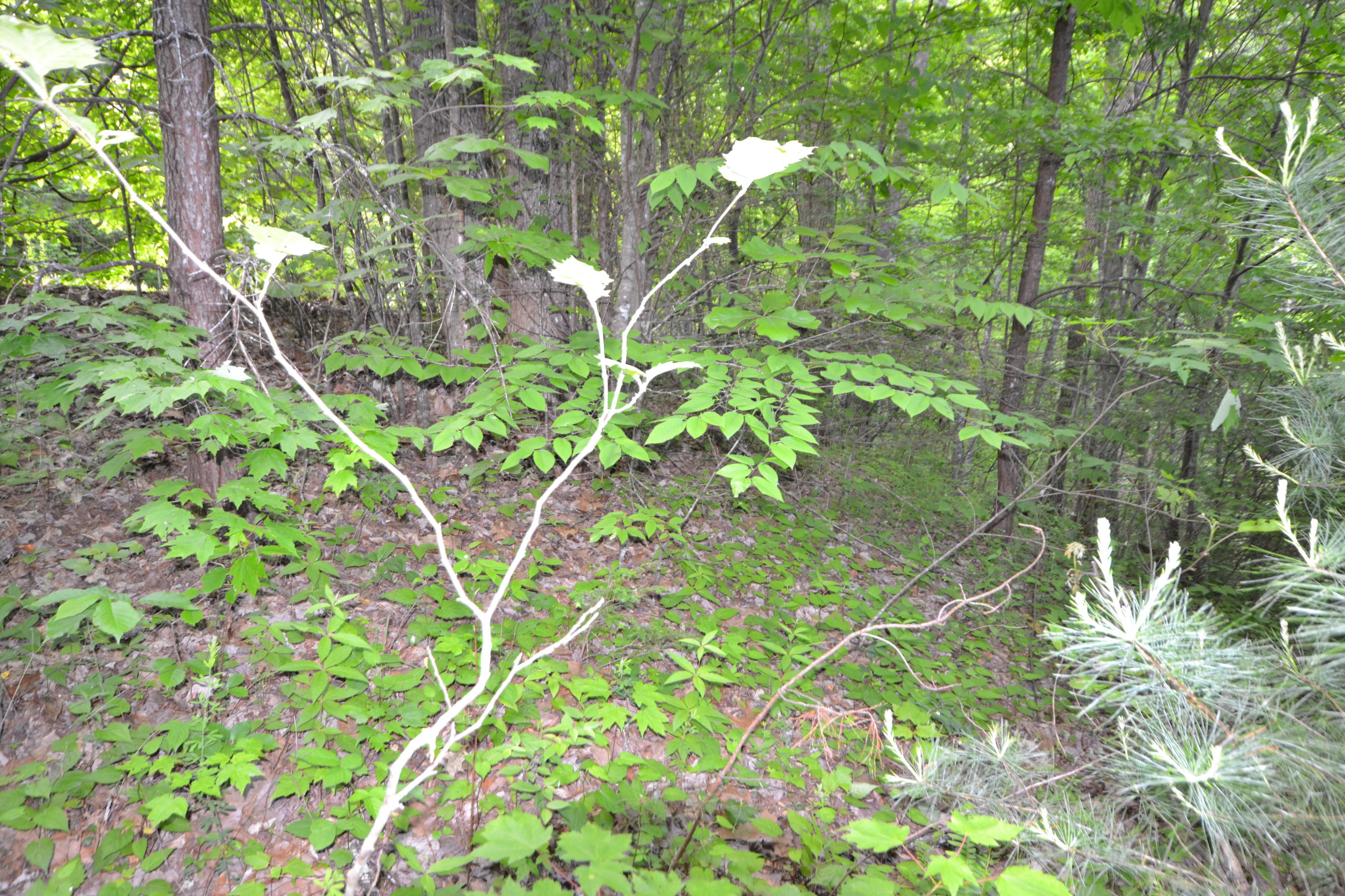 Lot 66 Riversong Way Sevierville, TN 37876 - Photo 3 of 11 Lot 66 -2