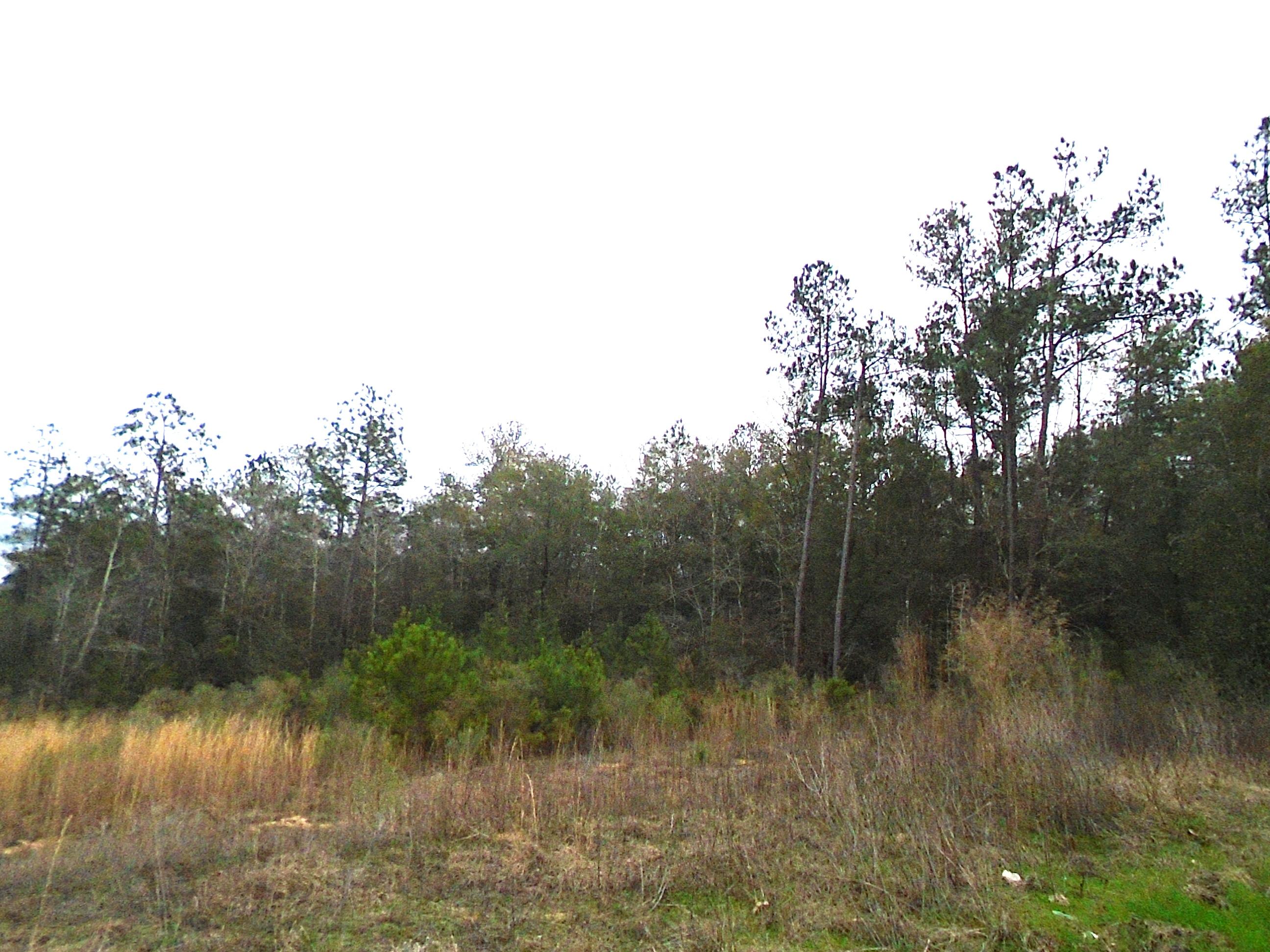 40-acres Adams Ranch Road DeFuniak Springs, FL 32433 - Photo 3 of 6 Mossy Head 003