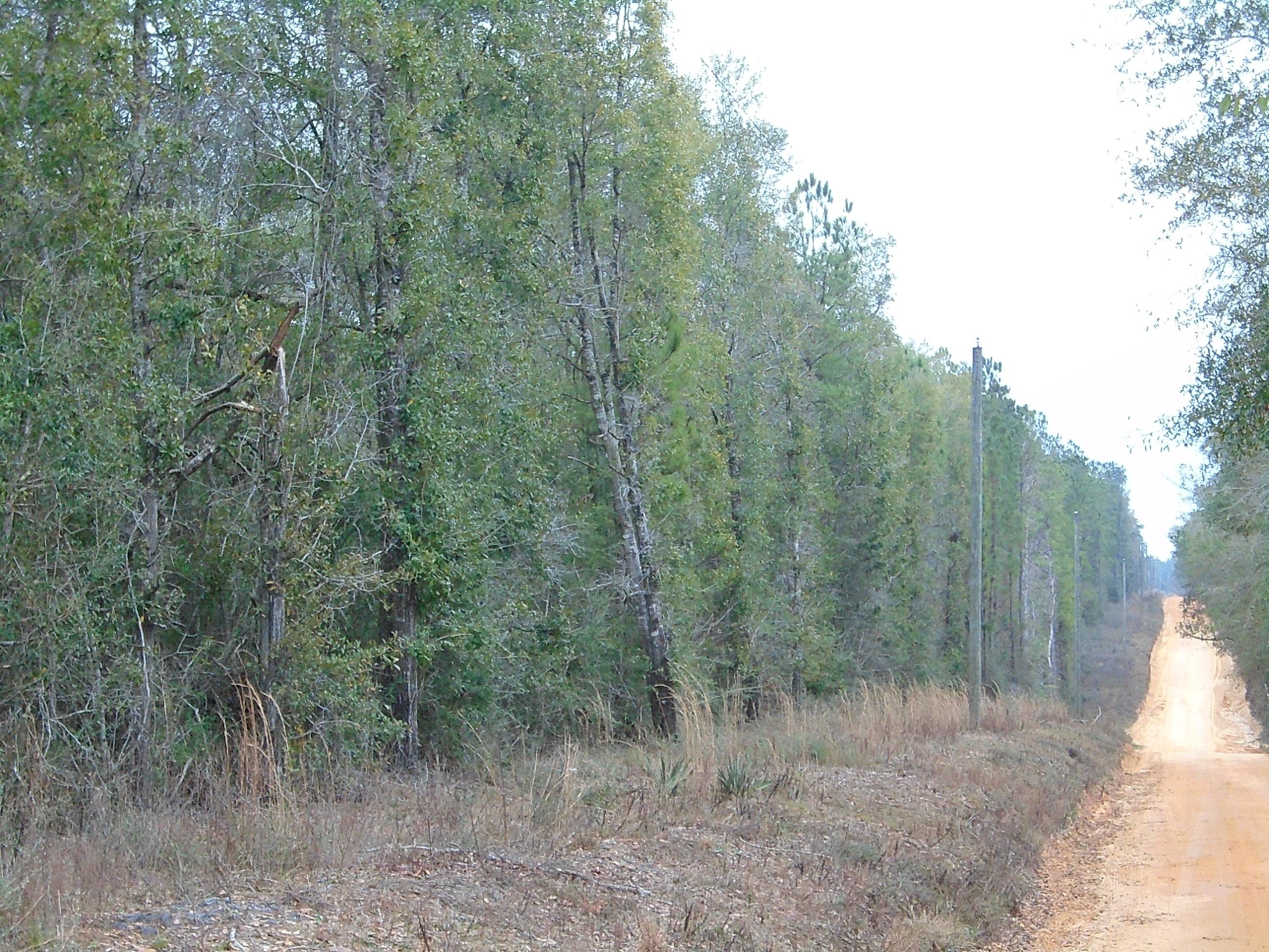 40-acres Adams Ranch Road DeFuniak Springs, FL 32433 - Photo 6 of 6 Mossy Head 006