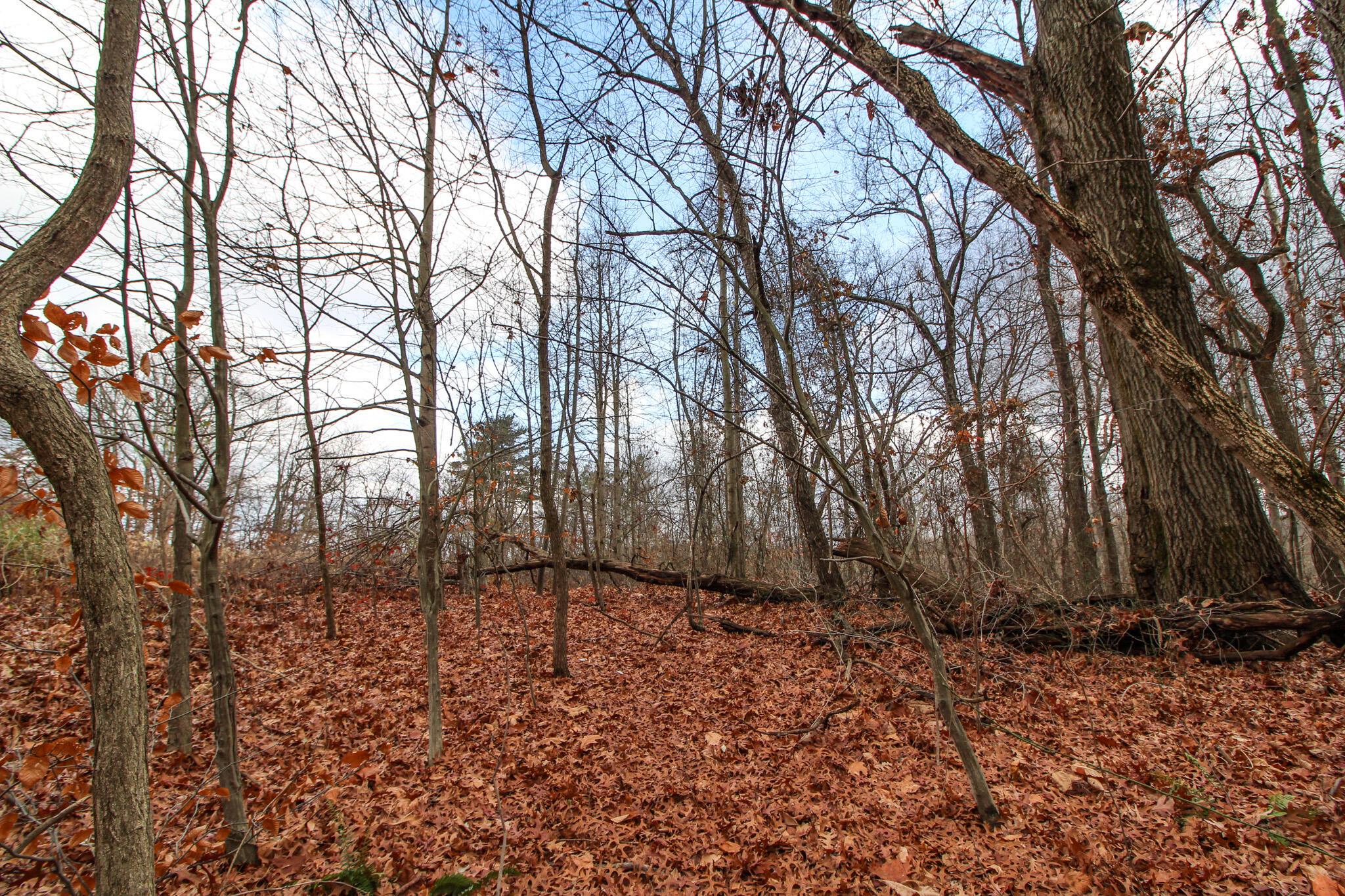 0 Shaver Road Blue Rock, OH 43720 - Photo 11 of 26 IMG_7584