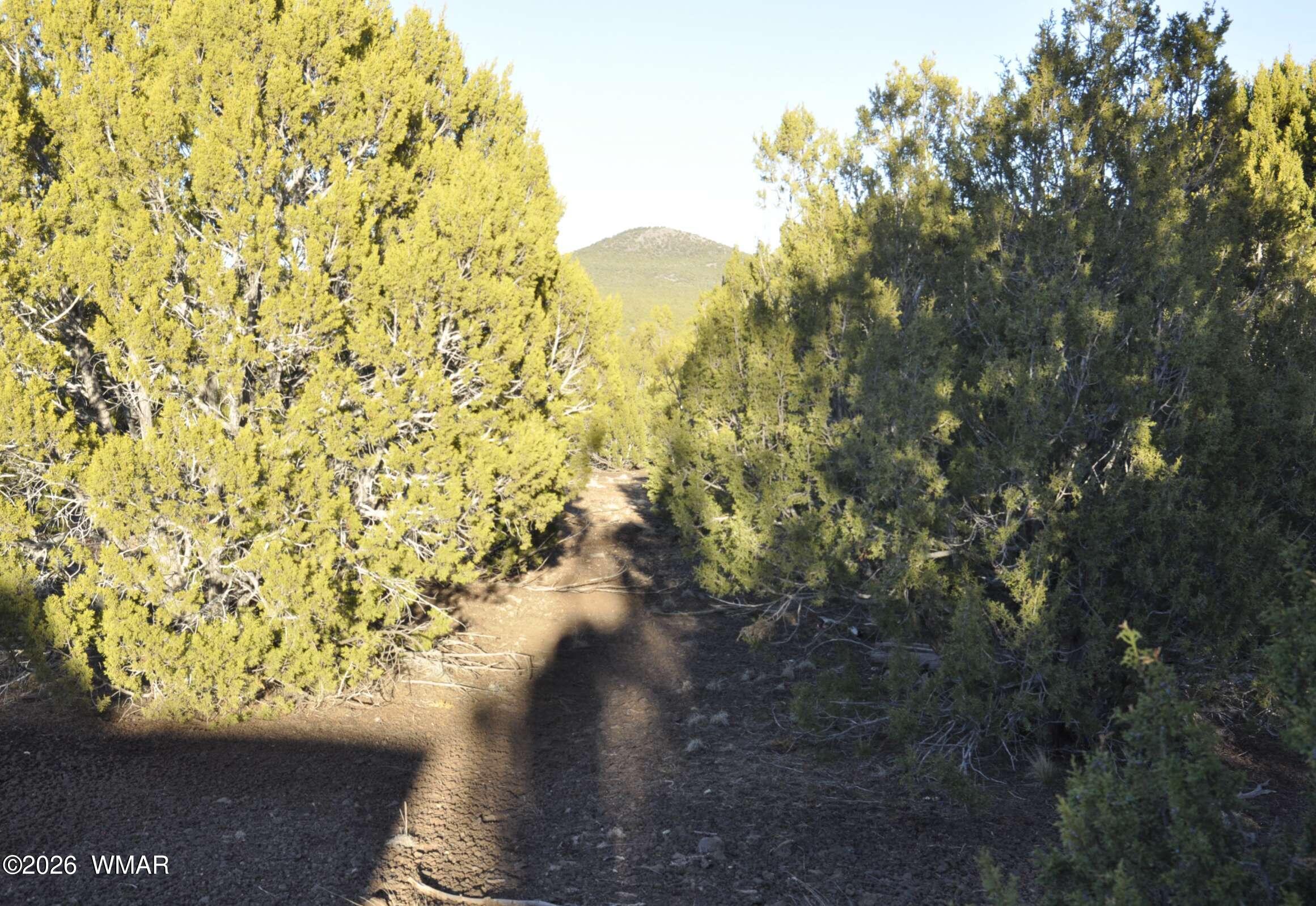 26 C S Ranch Road Concho, AZ 85924 - Photo 5 of 17 19