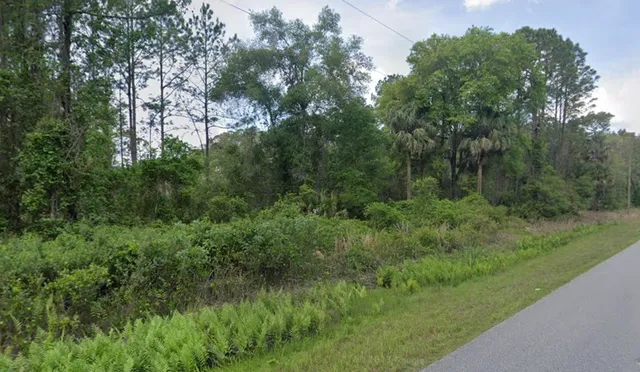 a view of a lush green forest with lots of trees