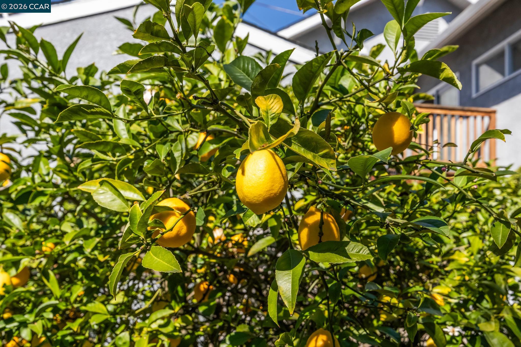 5910 Chabot Road Oakland, CA 94618 - Photo 45 of 45