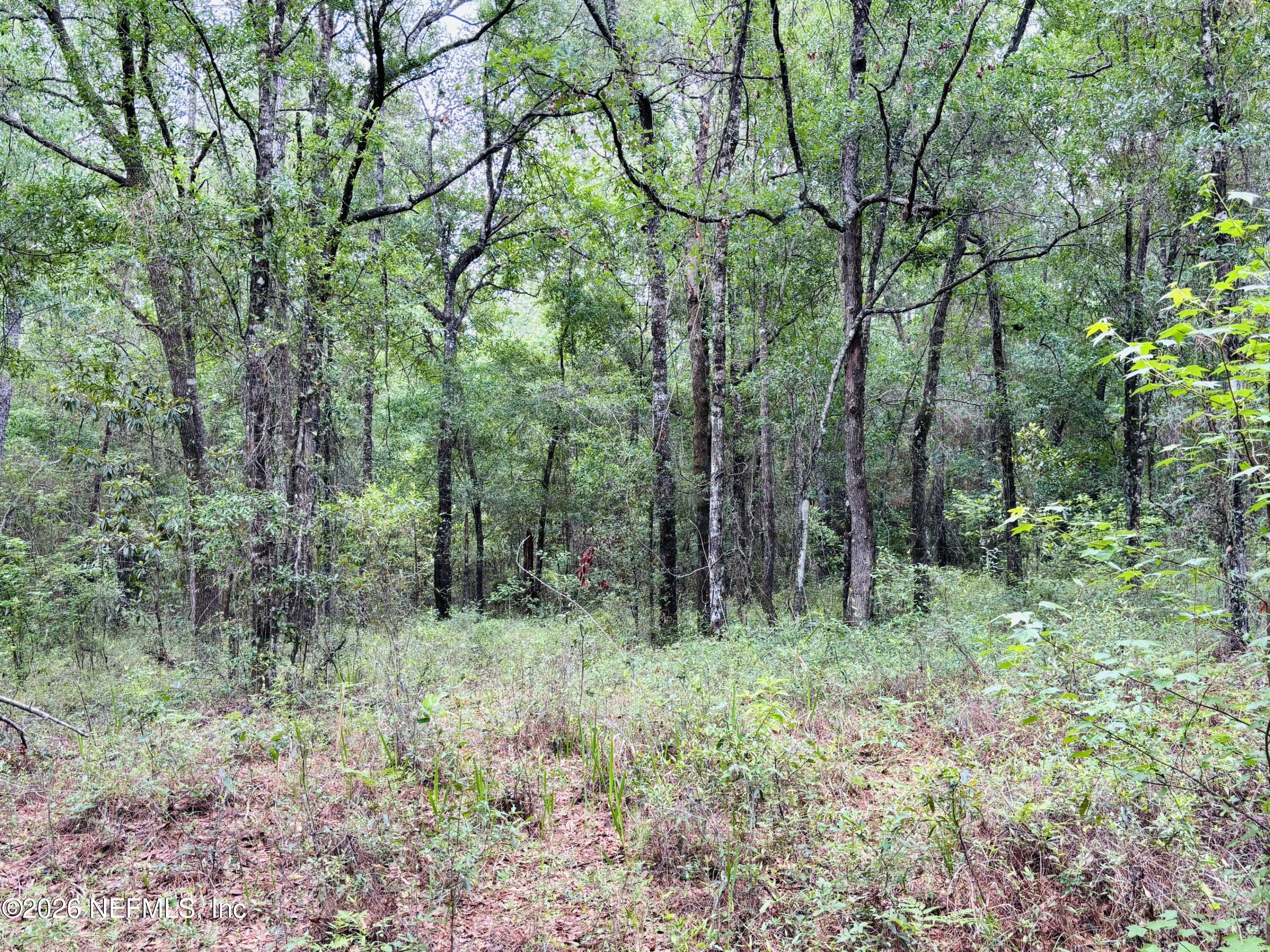 0 Lake Hampton Road Hilliard, FL 32046 - Photo 9 of 23 a green field with lots of trees in it