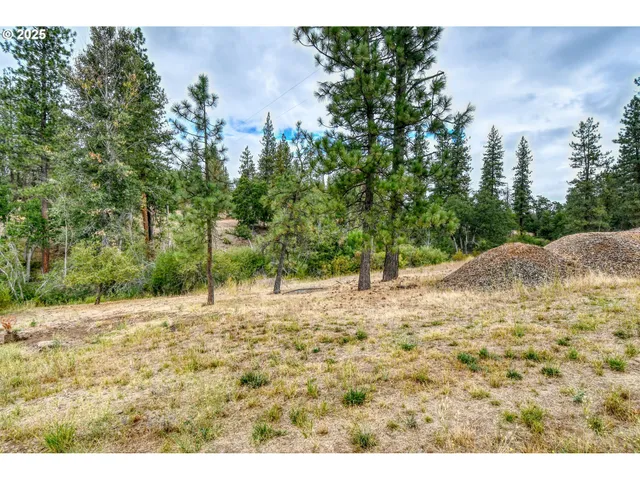 a view of a yard with trees