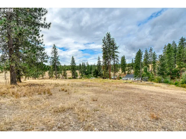 a view of dirt yard with a large tree