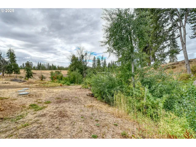 a view of a forest with a street