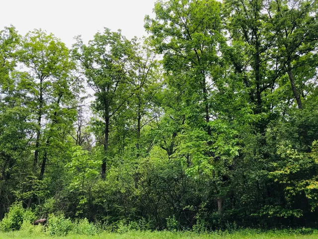 an aerial view of a house with a tree