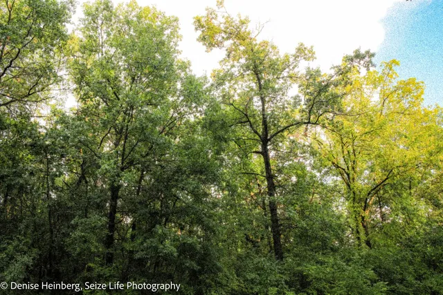 a view of a yard with a tree