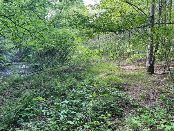 a view of a forest with lots of trees