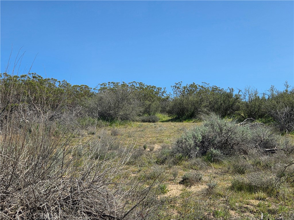 0 Pony Trail Road Anza, CA 92539 - Photo 14 of 14 a view of a field with trees in the background