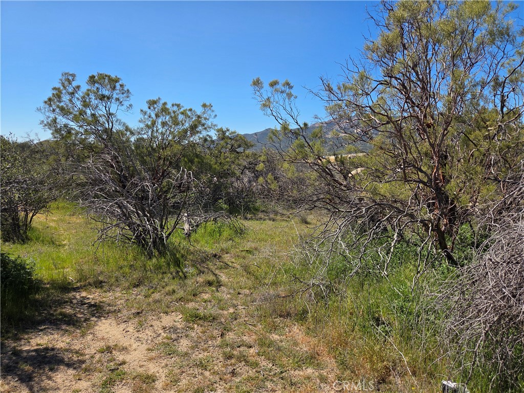 0 Pony Trail Road Anza, CA 92539 - Photo 3 of 14 a view of a yard with a tree