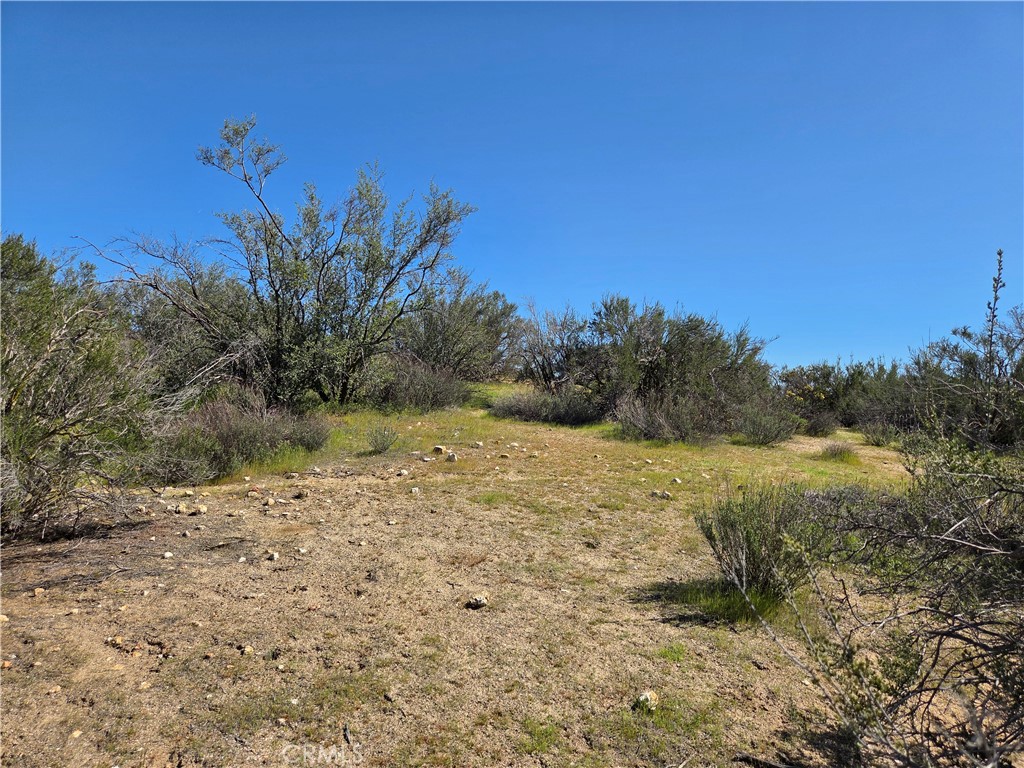 0 Pony Trail Road Anza, CA 92539 - Photo 4 of 14 a view of a dry yard with trees