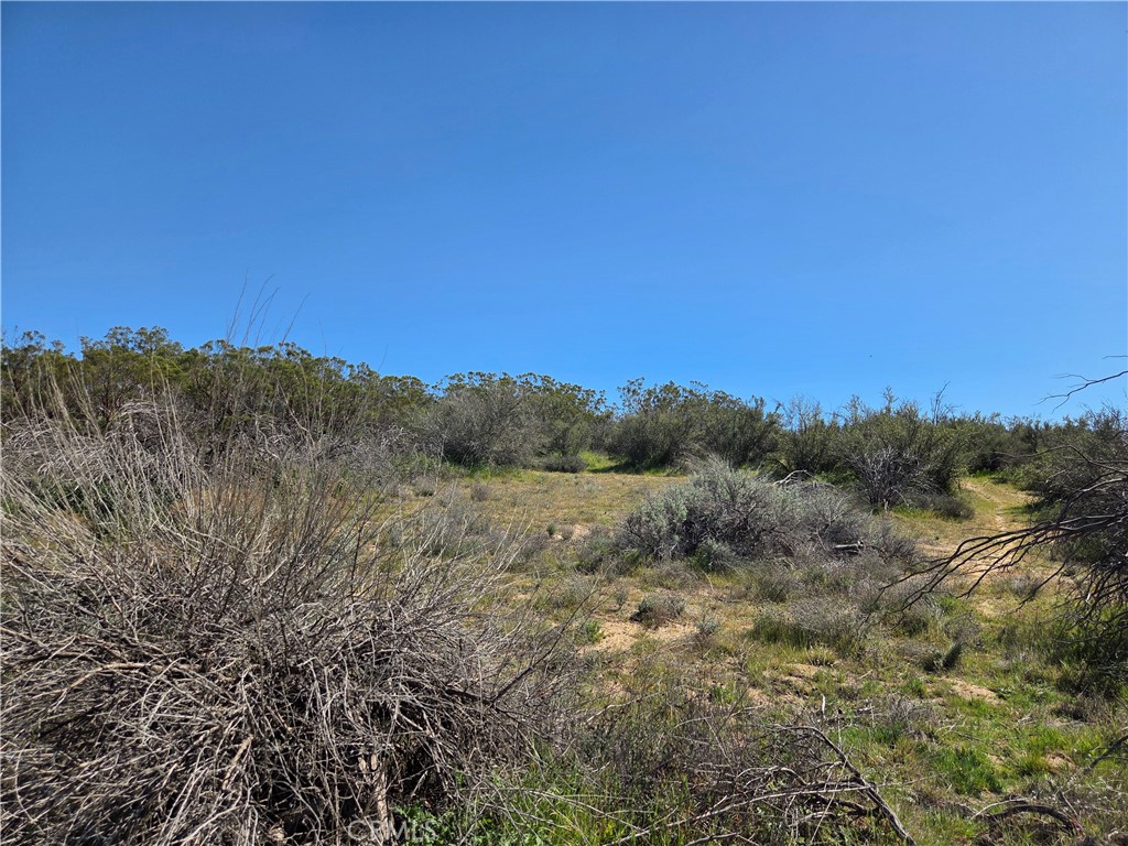 0 Pony Trail Road Anza, CA 92539 - Photo 8 of 14 a view of a dry yard with trees in the background