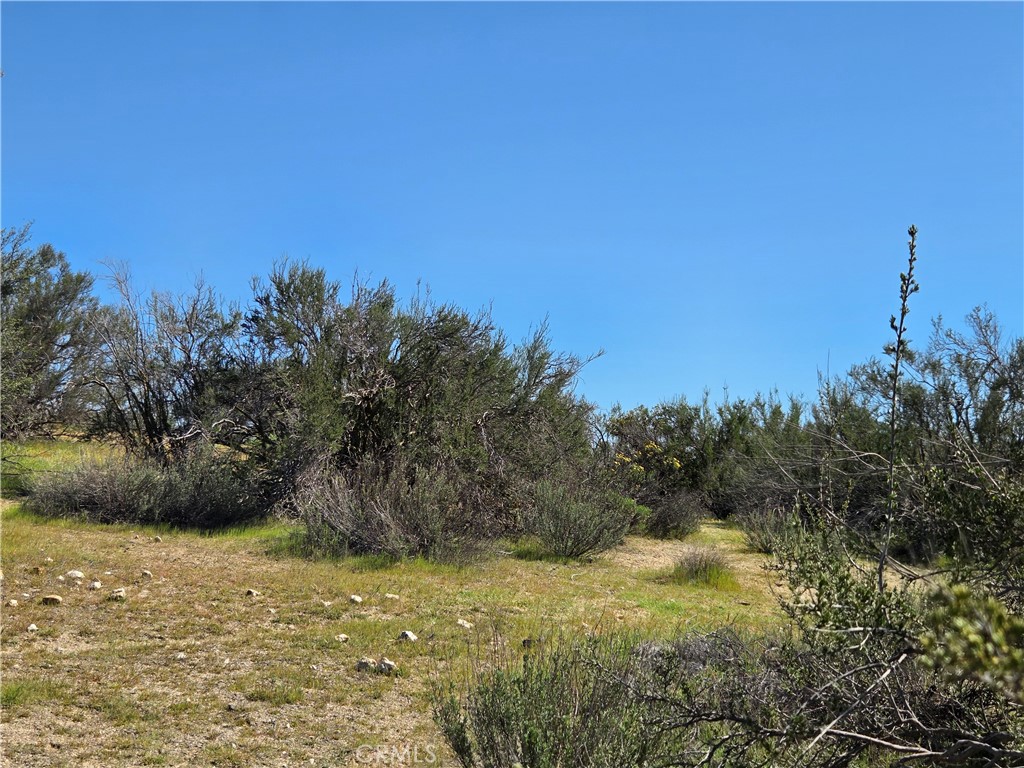0 Pony Trail Road Anza, CA 92539 - Photo 10 of 14 a view of a yard