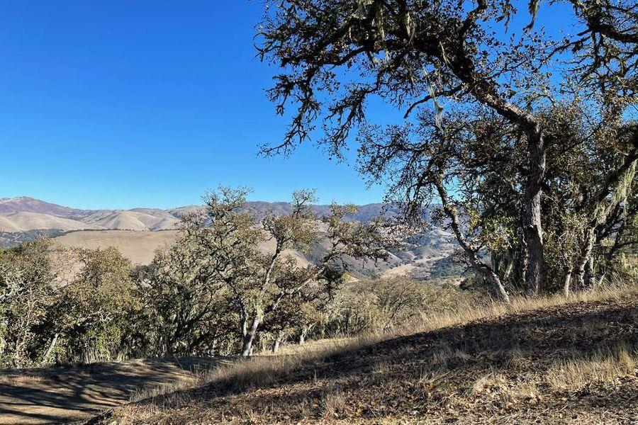 17114 Cachagua Road Carmel Valley, CA 93924 - Photo 11 of 31 a view of a yard with a tree