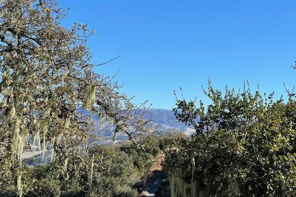 a view of a bunch of trees and bushes