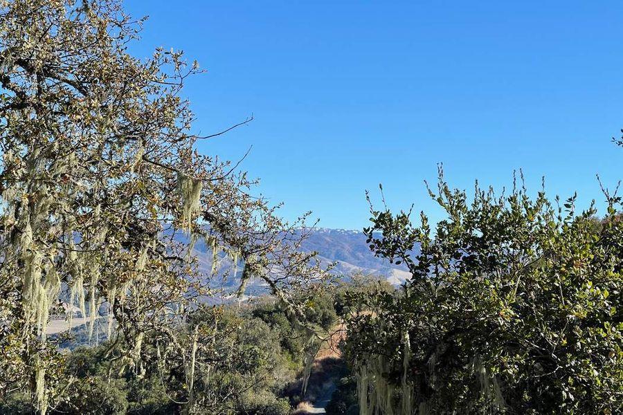 17114 Cachagua Road Carmel Valley, CA 93924 - Photo 17 of 31 a view of a bunch of trees and bushes