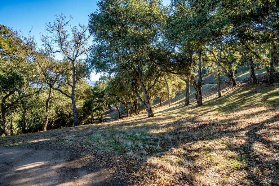 17114 Cachagua Road Carmel Valley, CA 93924 - Photo 20 of 31 a view of dirt yard with a large tree