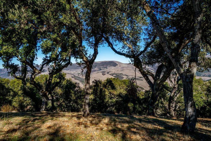 17114 Cachagua Road Carmel Valley, CA 93924 - Photo 2 of 31 a view of tree