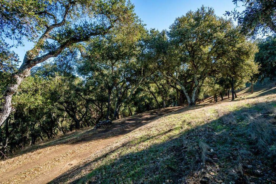 17114 Cachagua Road Carmel Valley, CA 93924 - Photo 24 of 31 a view of a yard with wooden fence