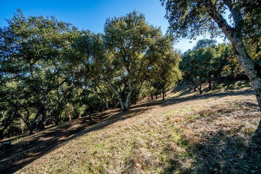 17114 Cachagua Road Carmel Valley, CA 93924 - Photo 25 of 31 a view of a yard with wooden fence