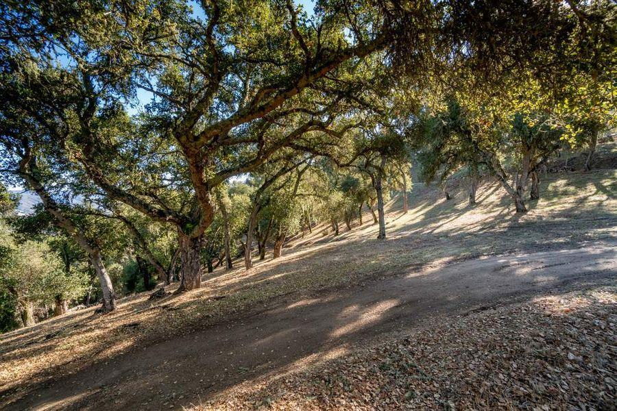 17114 Cachagua Road Carmel Valley, CA 93924 - Photo 26 of 31 a view of road with large trees