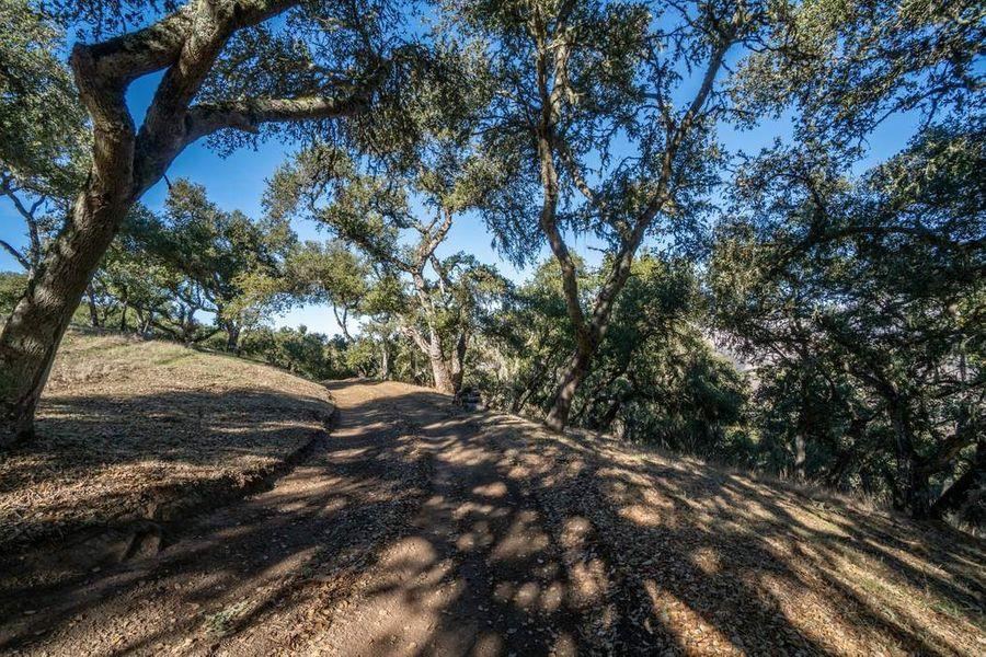 17114 Cachagua Road Carmel Valley, CA 93924 - Photo 27 of 31 a view of a forest with trees