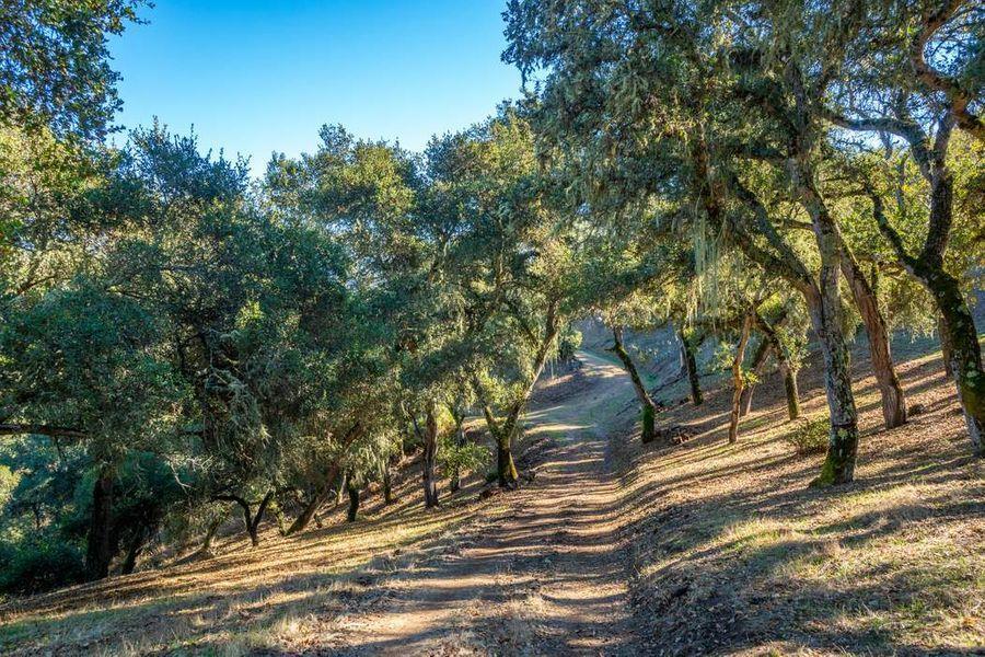 17114 Cachagua Road Carmel Valley, CA 93924 - Photo 29 of 31 a view of outdoor space with deck and tree