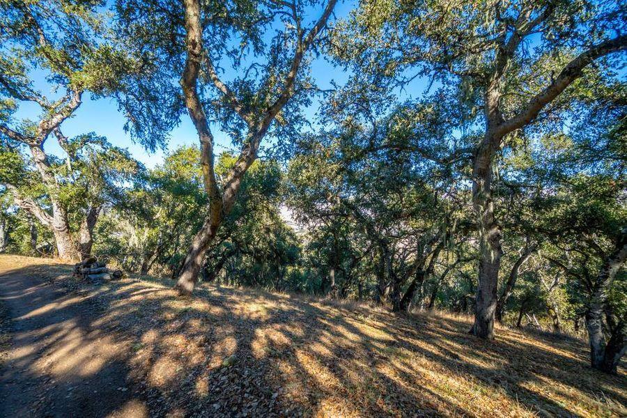 17114 Cachagua Road Carmel Valley, CA 93924 - Photo 4 of 31 a view of a yard with plants and trees