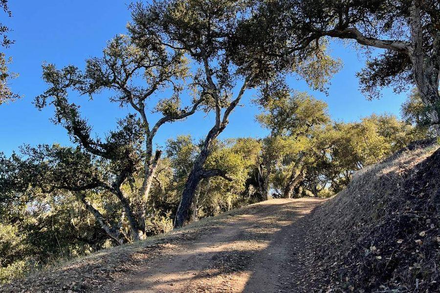 17114 Cachagua Road Carmel Valley, CA 93924 - Photo 7 of 31 a view of a tree in a yard